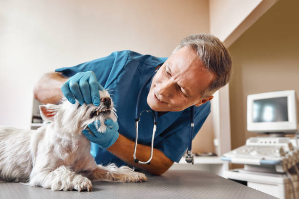 Best After-Hours Emergency Dentist in Mcsherrystown, PA